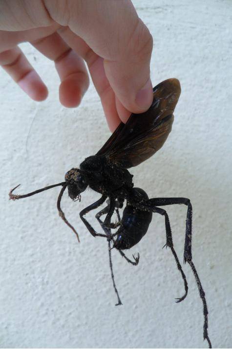 Ever wonder how big Amazonian wasps can get?