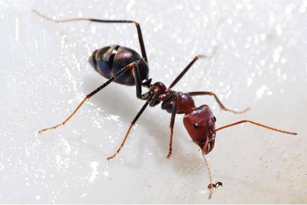 The size difference between 2 different species of ants.