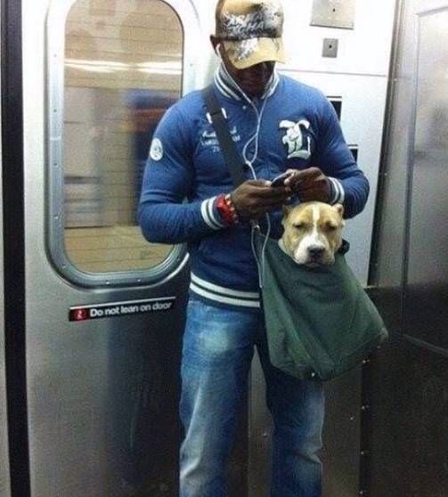 The New York subway system bans canines unless they can fit in a small bag, so this guy trained his pit-bull to calmly sit in his small bag.
