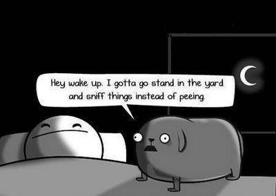 Why do dogs do this? I need sleep.