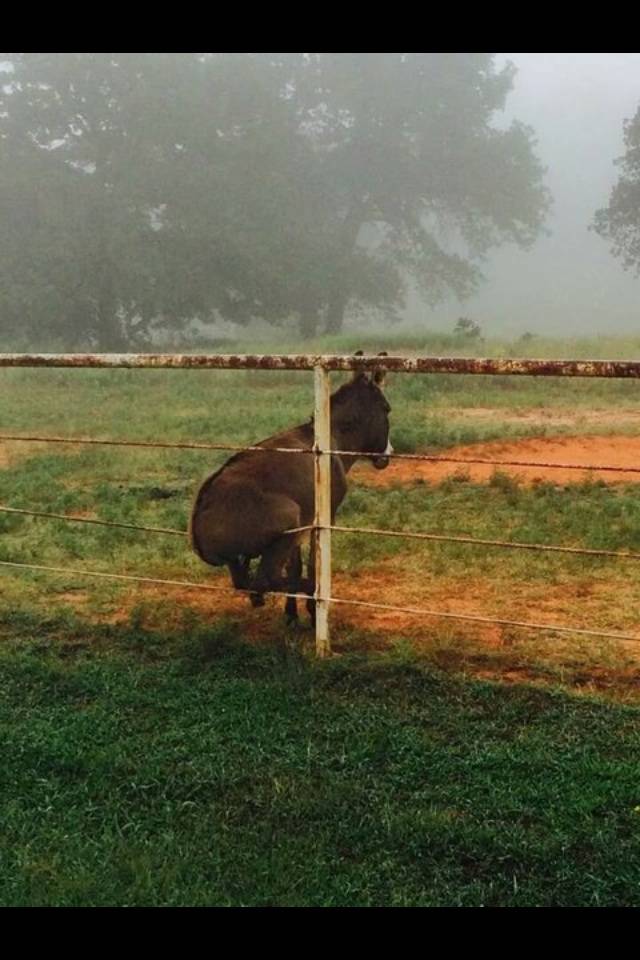 Get your ass off my fence!