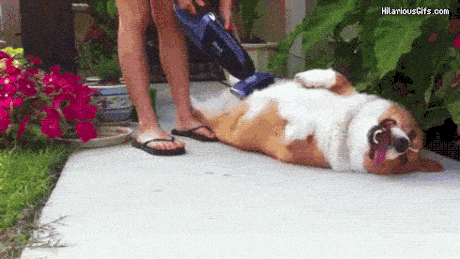 Not all dogs hate vaccum cleaners.