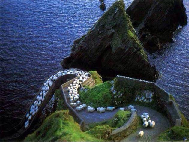 Sheep highway in Ireland.