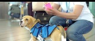 Dog Works at Airport Returning Passenger’s Lost Items