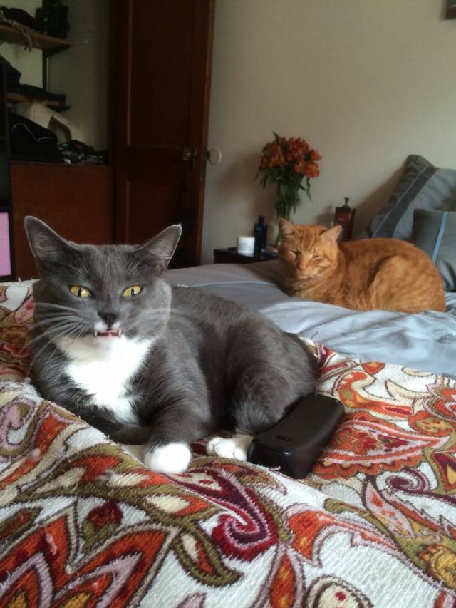 Turns out, one of my cats is a vampire.