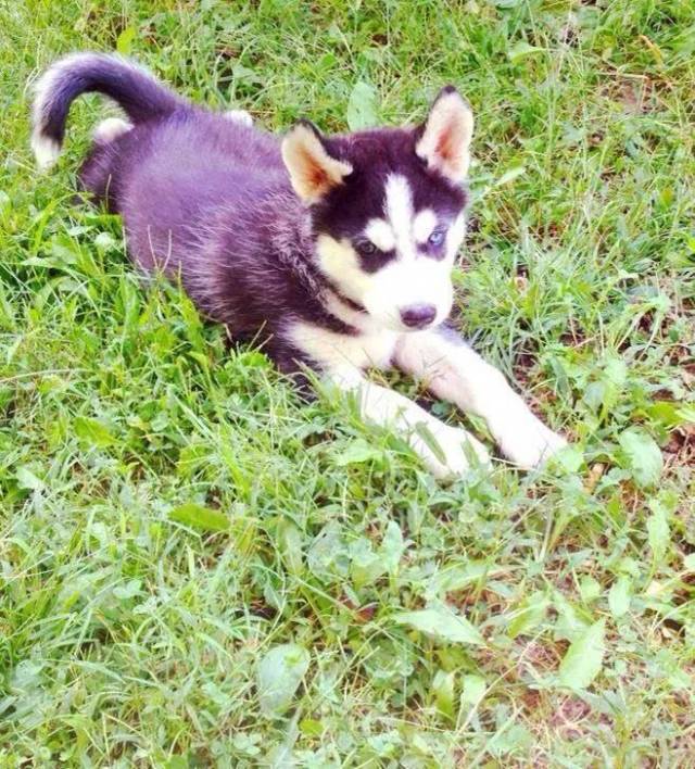 My sister just got a new dog. Everybody's gushing about how adorable he is. Nobody's noticed, yet...