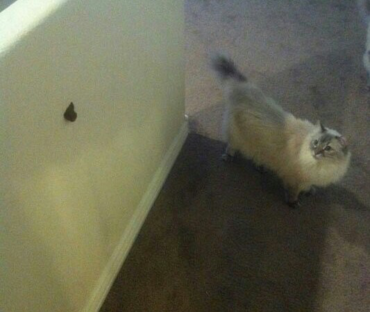 Our cat has graced us with a physics problem I have yet to solve