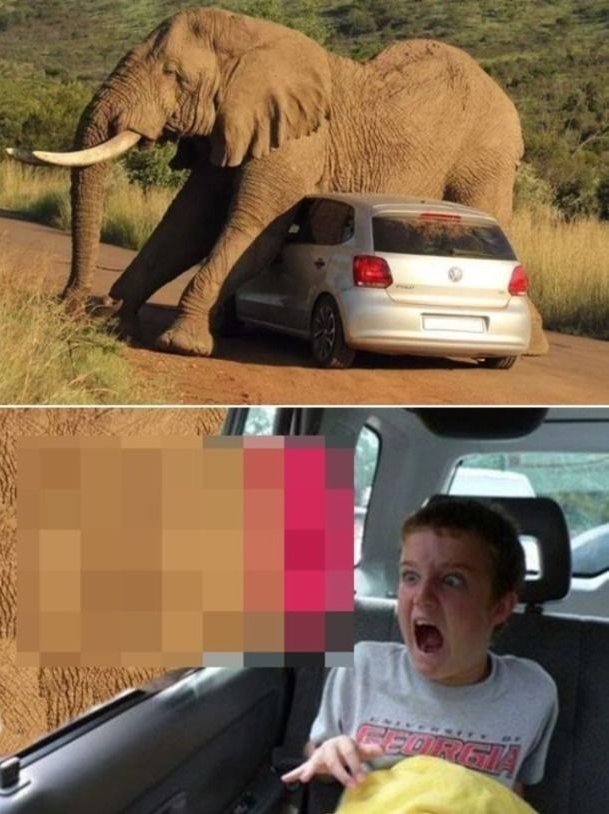 Horny elephant