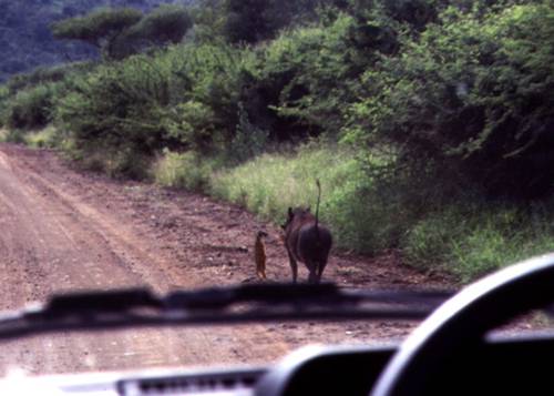 No worries Hakuna Matata