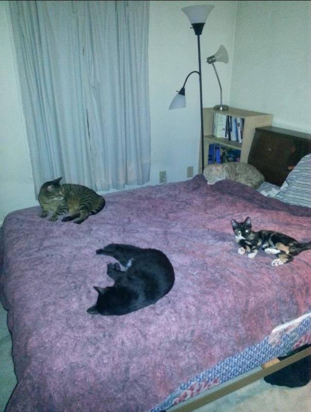 My roommate, who owns 4 cats, said they probably wouldn't bother me. This is what I saw when I go to bed tonight.