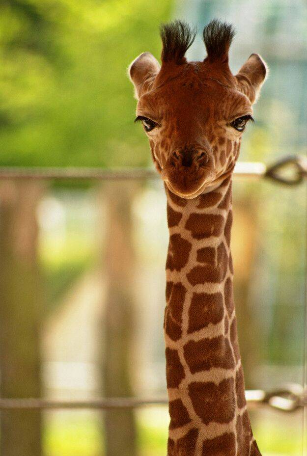 This baby giraffe is not amused by your bullsh*t.