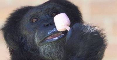 Funny Animals