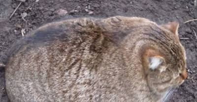 7 Of the cutest chubby animals