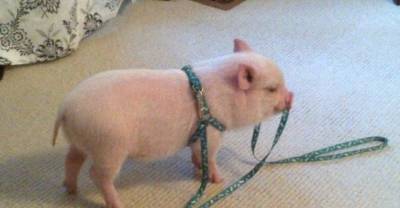 7 of the Most Adorable Pigs EVER!