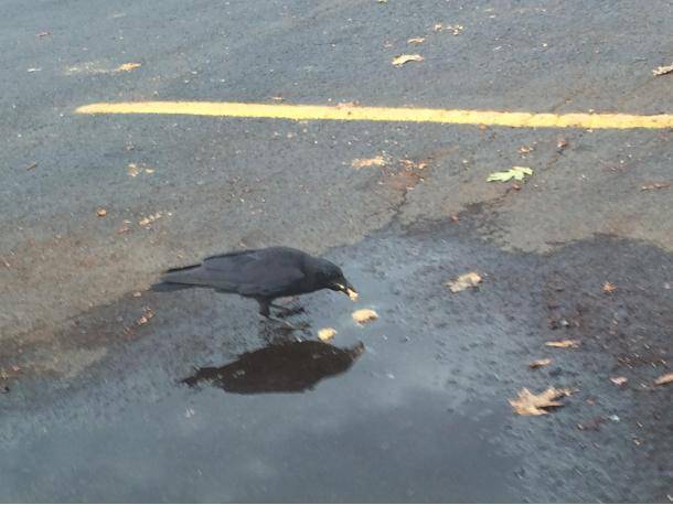 I was eating my dinner in my car when a crow flew in carrying a chocolate chip cookie in its beak. It then laid the cookie in the water to soften it, flipped it over to soften the other side, then broke pieces of it off and ate them.