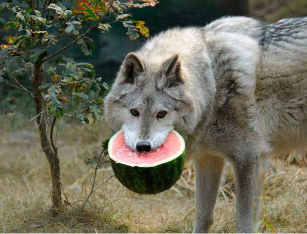Wolf and his watermelon.