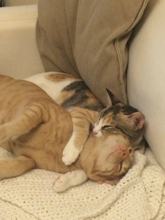 My girlfriends cats, who wreck my belongings, but damn they're cute sometimes. Lets spoon like the humans...