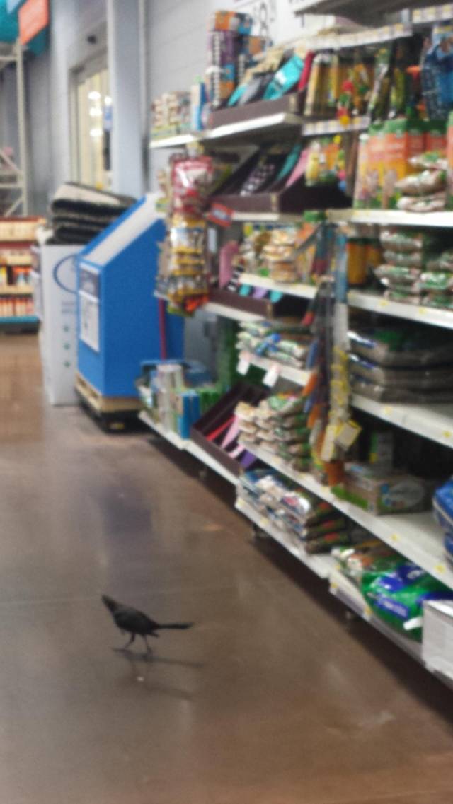 So this guy was doing some shopping at walmart... In the bird food section.