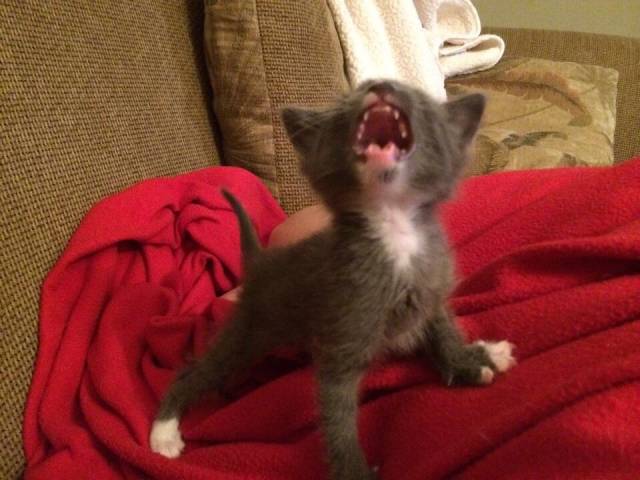 Hear me ROAR!