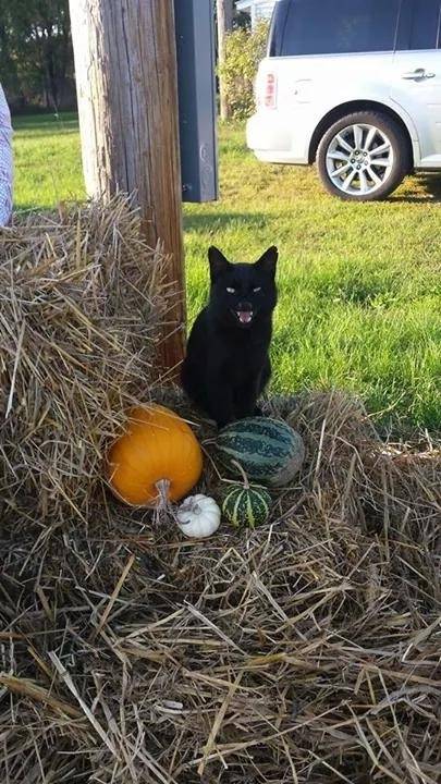 My wife was taking pictures of her Halloween decorations when one of our cats pulled this.