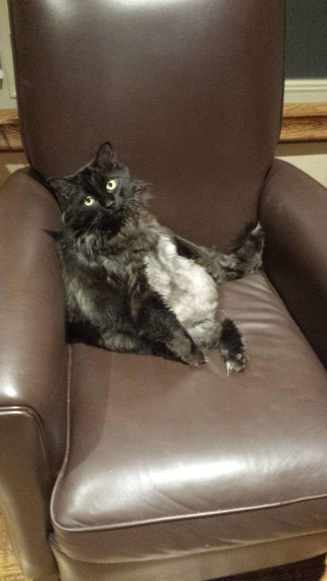 Walked in on my cat having an existential crisis