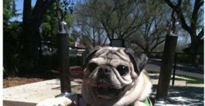 Pups Found On The Funniest Places To Sit
