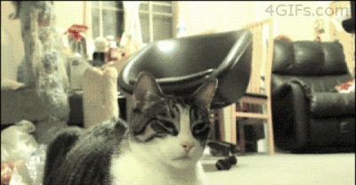 Just For Cat Lovers