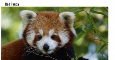 Animals And Their Misleading Names