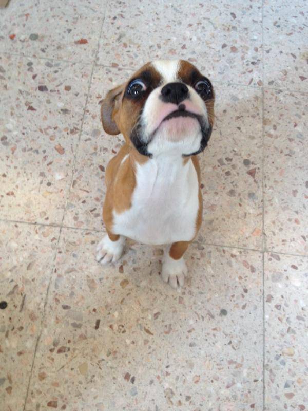 My dogs face whenever I eat chocolate