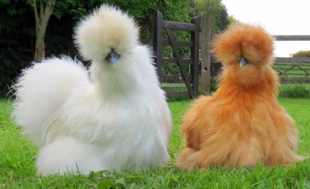 The fluffiest of fluffy fluff. Silkie Chickens