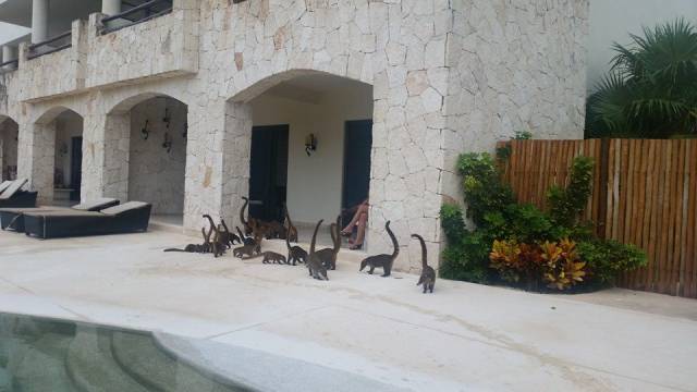 It took me an insanely long time to realize that these were in fact not tiny brontosauruses