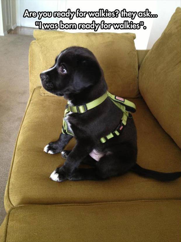 Don't worry human, never again will you walkie alone.