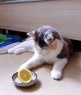 Apparently cats hate citrus fruits