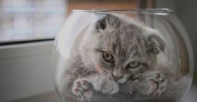 28 Cats Proving They're Liquid