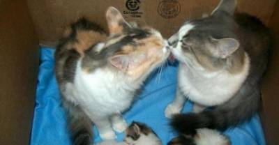 22 Times Cats Were Better Parents Than Humans