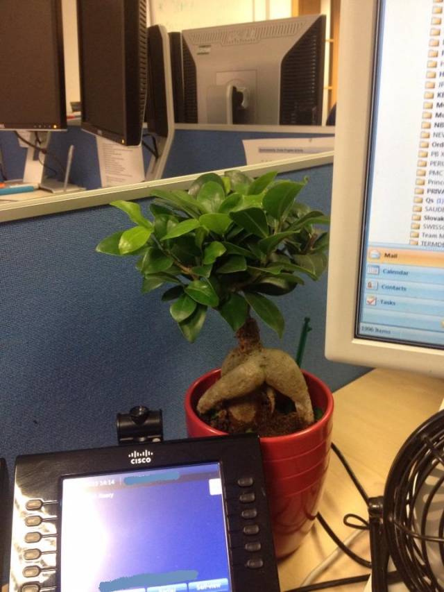 I think the man of the house should meet my friends plant, Miley.