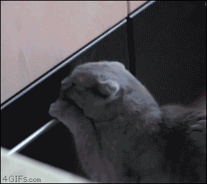 I don't know about you, but this will always be my favourite gif.
