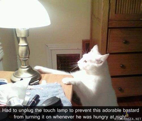 touchy cat