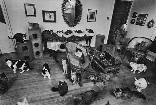 count the cats and get a cookie 