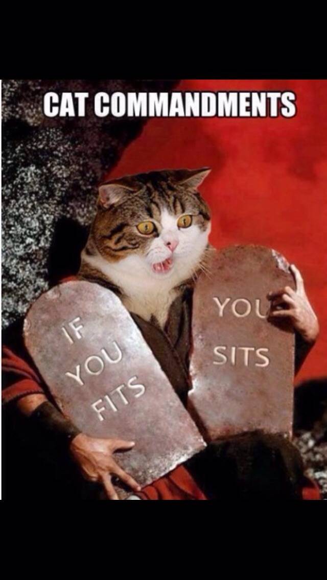 The Commandments of the Cats