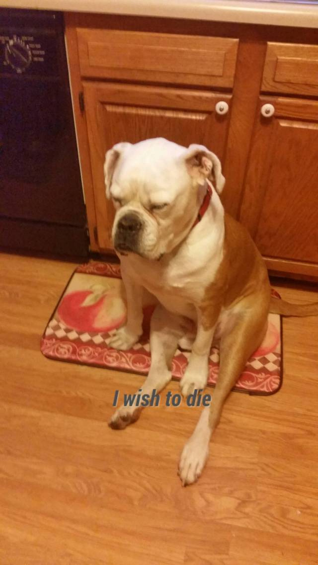 Vet said he had to lose 20 lbs, this is how he looks when I make food