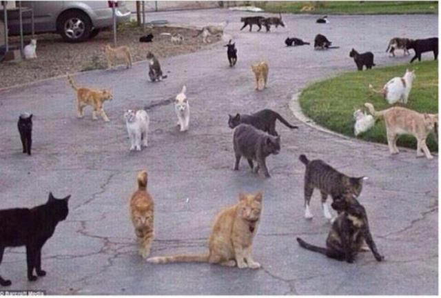 Cats everywhere