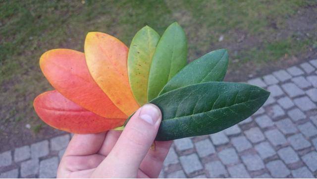 Leaves picked from one single rhododendron during autumn.