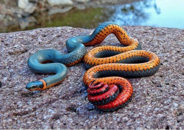 This ring snake’s colors are amazing