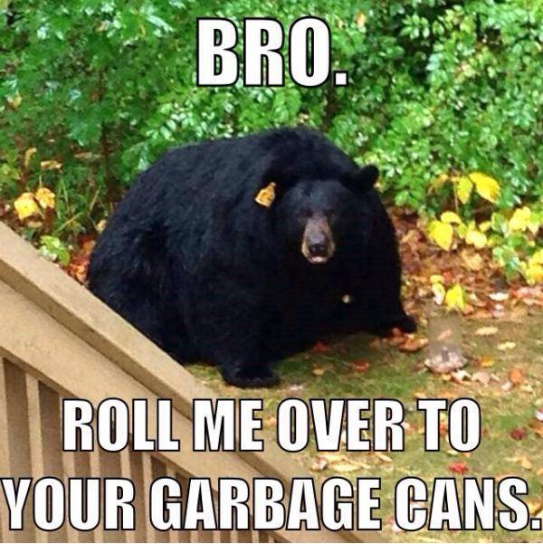 Obese Black Bear