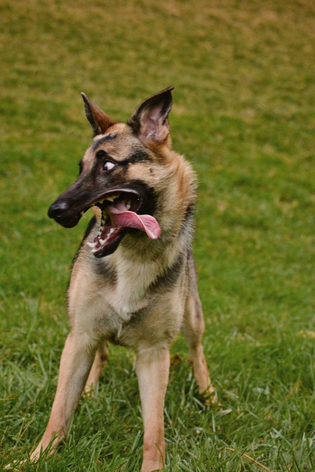 My dad recently rescued a German Shepherd and asked me to take a nice portrait of her to send to the shelter. Nailed it.