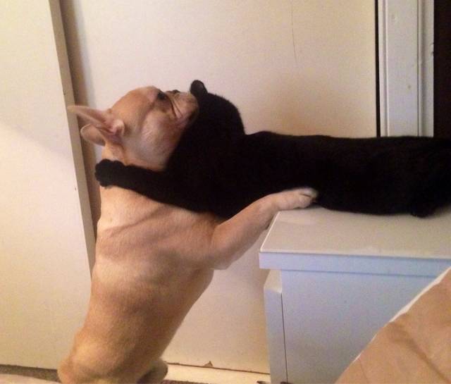 aww animal love