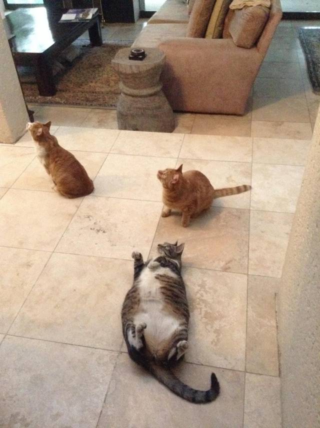 So a pigeon got into our house today. my cat troy (tabby) has a different method of hunting...