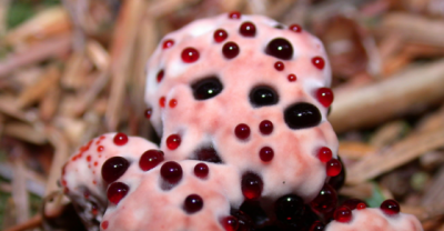 Totally Weird Creatures That Exists On Earth, Mind Blowing!