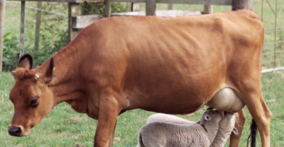 These Adoptive Mothers Are Simply Heart Warming